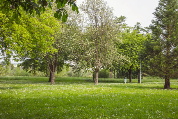 istock trees and grass in a city park 1032534992