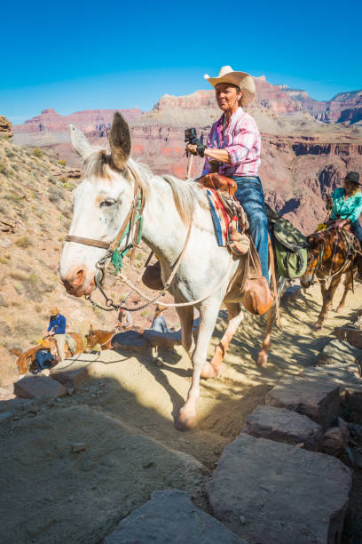 mula de turística de gran cañón de tren caballo jinetes del sur kaibab trail - mule grand canyon national park cowboy arizona fotografías e imágenes de stock
