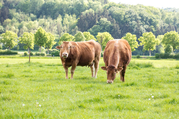 istock red cows on a grassy green pasture, 1032538278