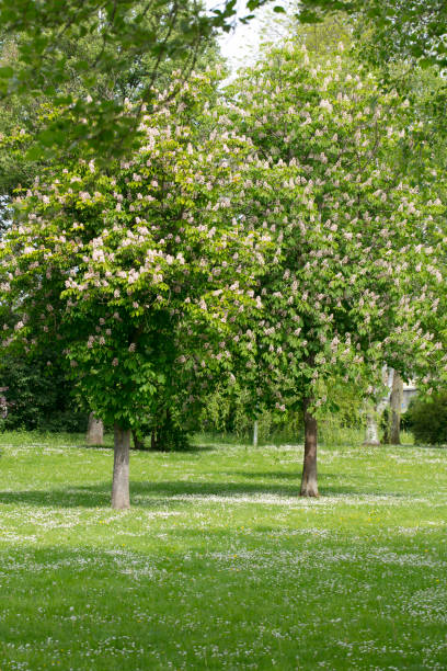 istock young chestnut trees grow in the park 1032538636