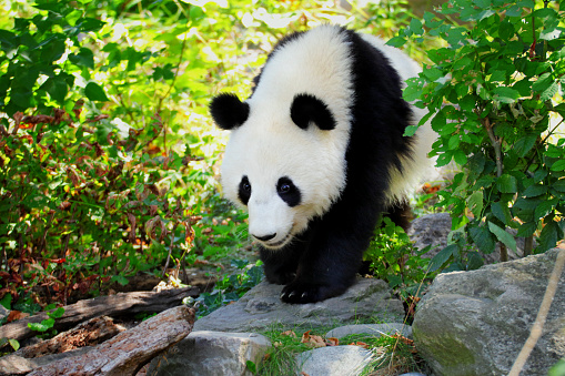 Walking panda giant. It is in the highest level of protection of the International Trade Agreement on the Protection of Endangered Species of Animals and Plants (CITES). Panda giant is walking in nature