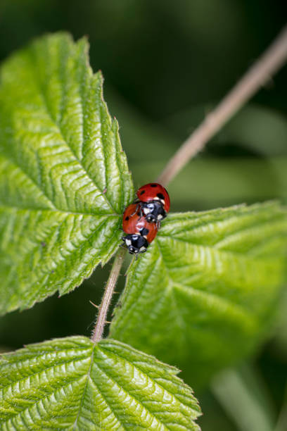 istock Coccinella septempunctata, two ladybirds are copulating on a leaf, view from above 1032539090