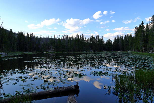 lilie wodne w jeziorze nimfa, park narodowy rocky mountain, kolorado, stany zjednoczone - flattop mountain zdjęcia i obrazy z banku zdjęć