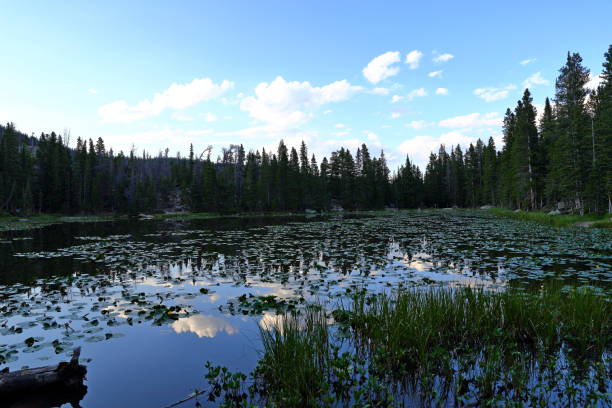lilie wodne w jeziorze nimfa, park narodowy rocky mountain, kolorado, stany zjednoczone - flattop mountain zdjęcia i obrazy z banku zdjęć