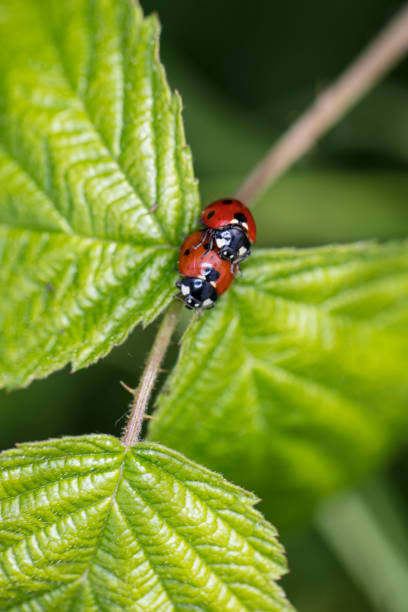 istock Coccinella septempunctata, two ladybirds are copulating on a leaf, top view 1032542024