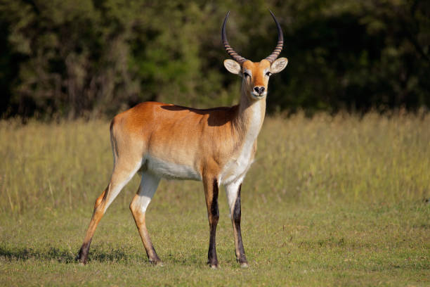 istock Red lechwe antelope in natural habitat 1032545314