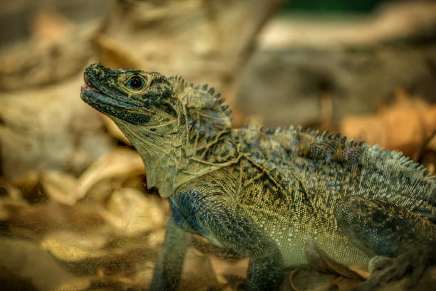 istock Australian Iguana Lizard at the Zoo 1032547856
