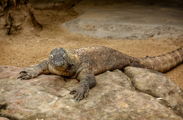 istock Colorful Australian  Eastern Water Dragon 1032547946