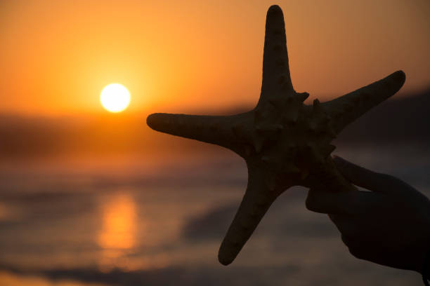 istock Silhouette of starfish on sunset background. Summer romantic background 1032548964