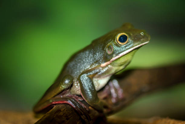 istock Australian green tree frog in Sydney 1032549440