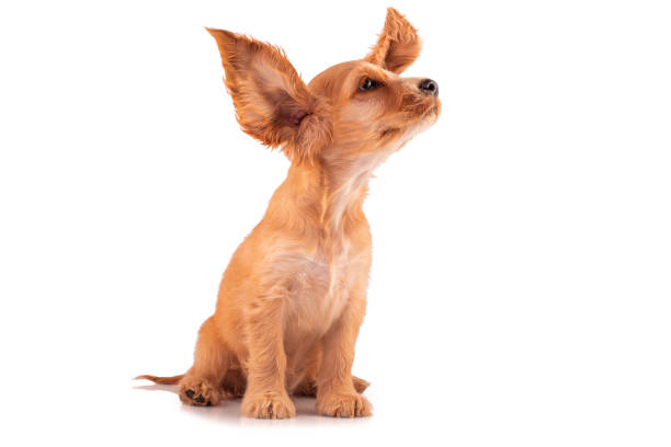 コッカー ・ スパニエルの子犬は、白で隔離。大きな耳を持つかわいい犬。 - chow domestic animals animal beautiful ストックフォトと画像