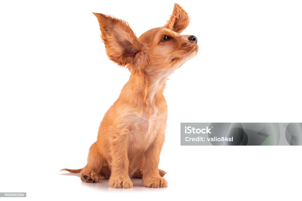 Cocker Spaniel Puppy, isolated on white.Cute little dog with big ears. Cocker Spaniel Puppy, isolated on white. Dog Stock Photo