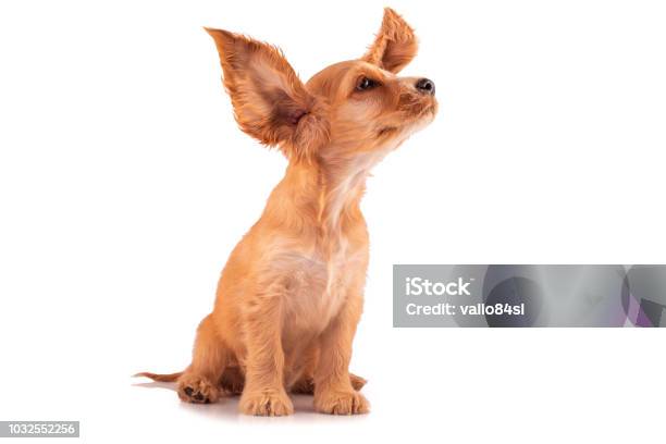 Cocker Spaniel Puppy Isolated On Whitecute Little Dog With Big Ears Stock Photo - Download Image Now
