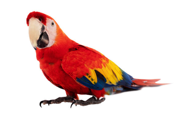 istock Macaw Parrot bird isolated on white background 1032552584