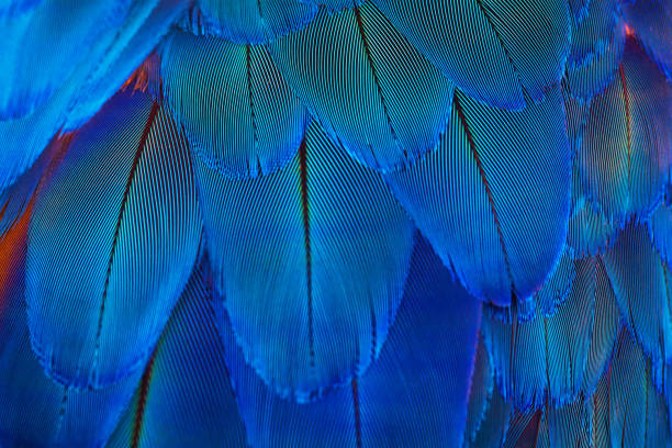 Macaw Parrot bird feathers as background, macro shot Blue parrot feathers, macro shot macao photos stock pictures, royalty-free photos & images