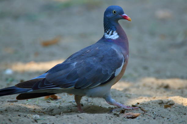 istock Common wood pigeon (Columba palumbus) in park 1032553386