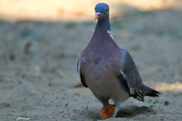 istock Common wood pigeon (Columba palumbus) in park 1032553390