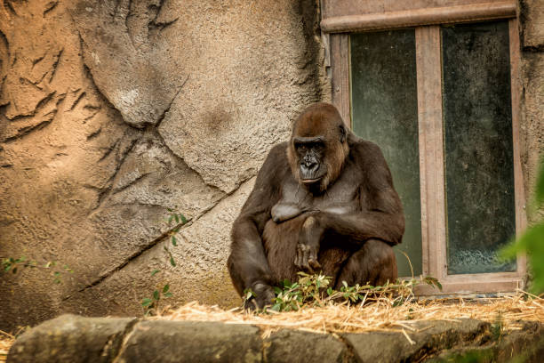 istock Chimpanzee in Sydney Zoo in the nature 1032553466