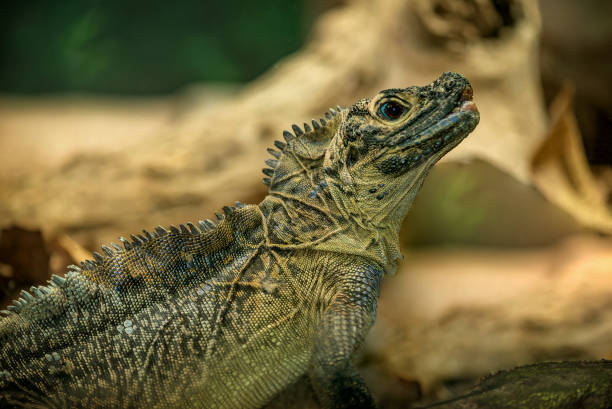 istock Australian Iguana Lizard at the Zoo 1032553594