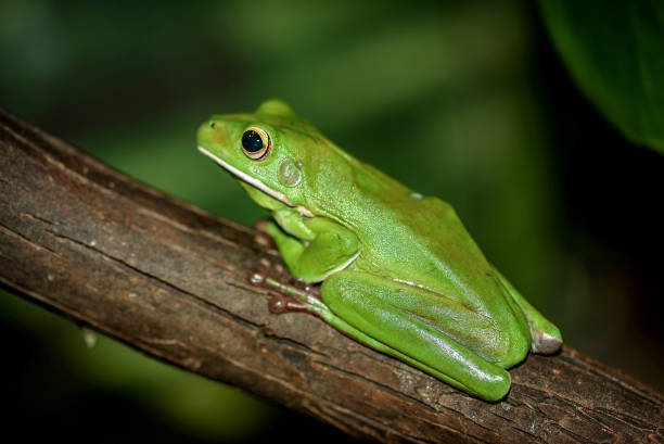 istock Australian green tree frog in Sydney 1032556318