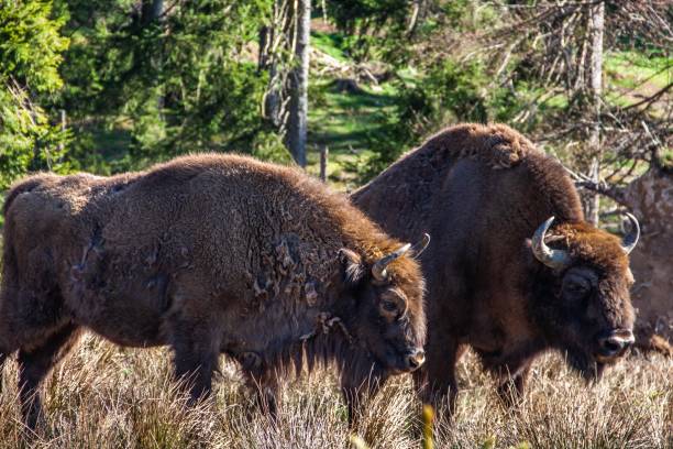 istock Wisent on the Rothaarsteig in Bad Berleburg 1032559976