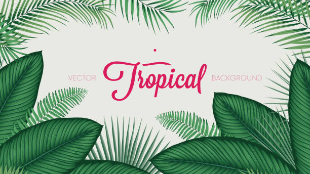 Summer tropical foliage calathea ornata leaves, vector background Summer tropical foliage calathea ornata leaves, vector background areca palm tree stock illustrations