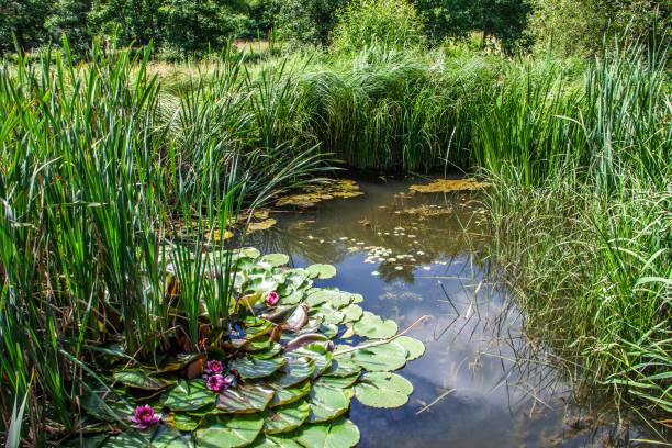 gartenteich - water lily lily water water garden stock-fotos und bilder