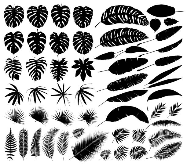 ilustraciones, imágenes clip art, dibujos animados e iconos de stock de vector conjunto de siluetas de hojas tropicales, botánicos elementos aislados - palm leaf leaf palm tree frond