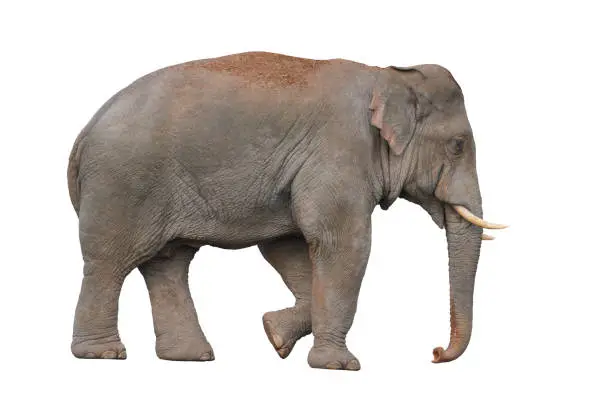Photo of Asian elephant isolated on white background (Male)
