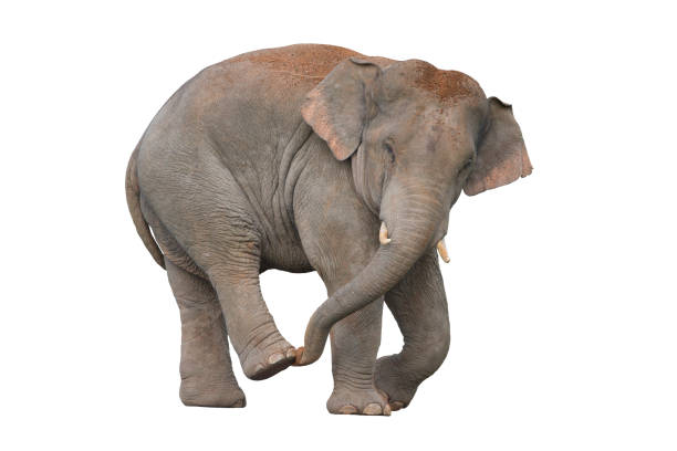 elefante indiano isolado no fundo branco (masculino) - elefante asiático - fotografias e filmes do acervo