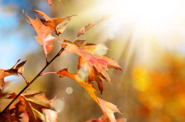 Yellow and Red maple leaves during fall season against sunny blue sky