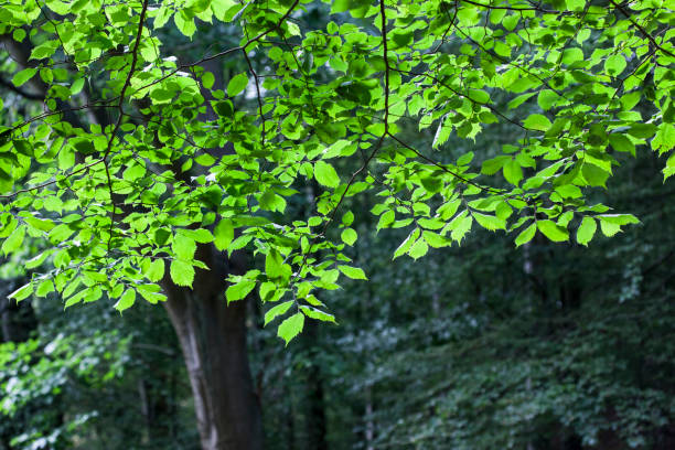 ulmus glabra - huds. ulme - ulme stock-fotos und bilder