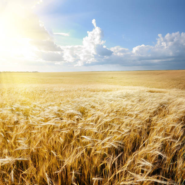 istock Barley field under cloudy blue sky in Ukraine 1032562038