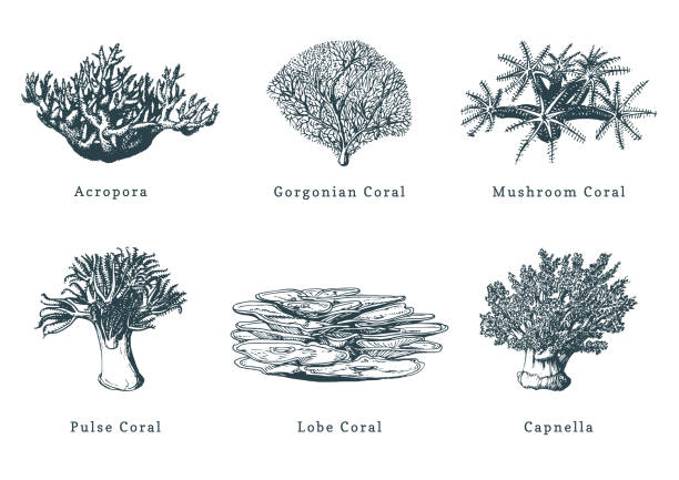 Vector illustrations of corals.Collection of drawn sea polyps on white background. Vector illustrations of corals. Collection of drawn sea polyps on white background. lobe illustrations stock illustrations