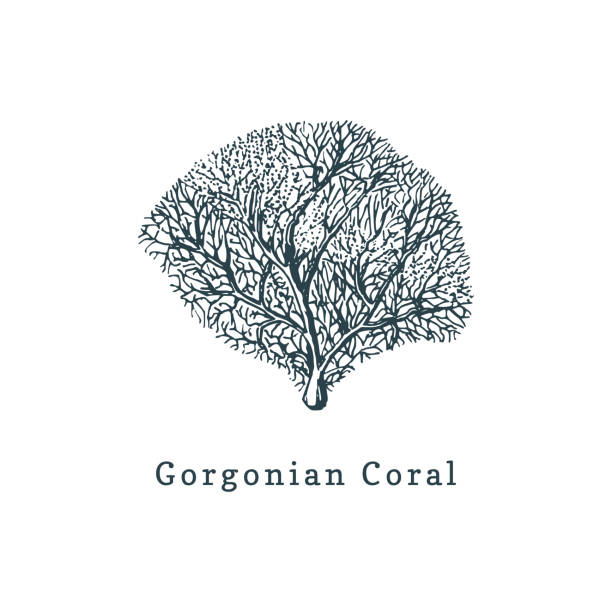 illustrations, cliparts, dessins animés et icônes de illustration vectorielle corail gorgone. dessin de polype de mer sur fond blanc. - 2784
