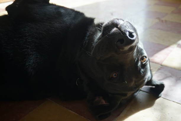 visage de tendres labrador noir - afghan dog photos et images de collection