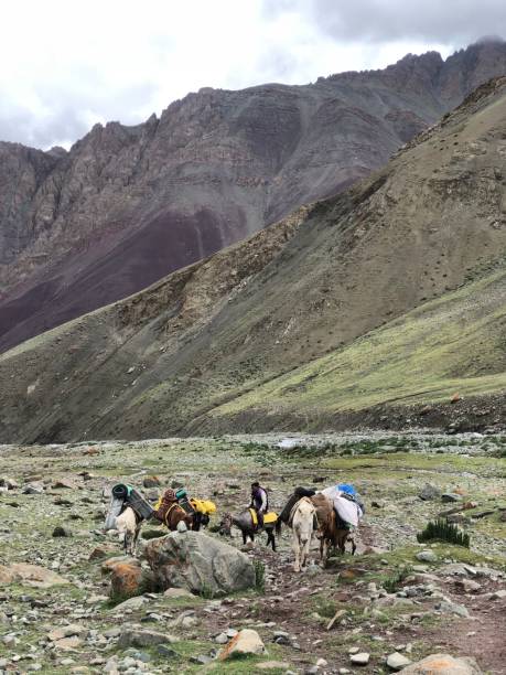 istock Mules in the Stok Kangri Range 1032581586