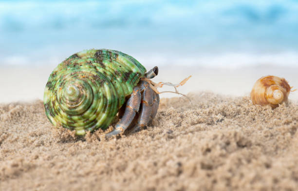 istock Colorful hermit crab on the beach. 1032584774
