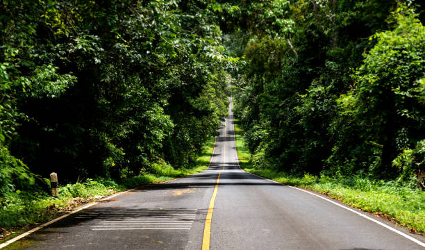 istock Asphalt road in national park forest. 1032584842