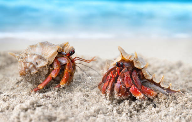 istock Colorful hermit crab on the beach. 1032584970