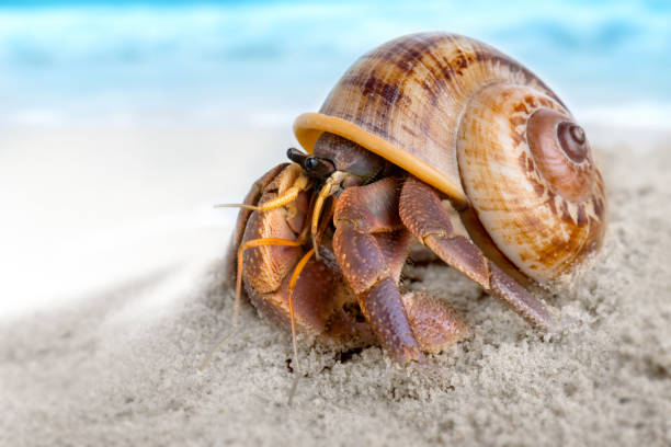 istock Colorful hermit crab on the beach. 1032585134