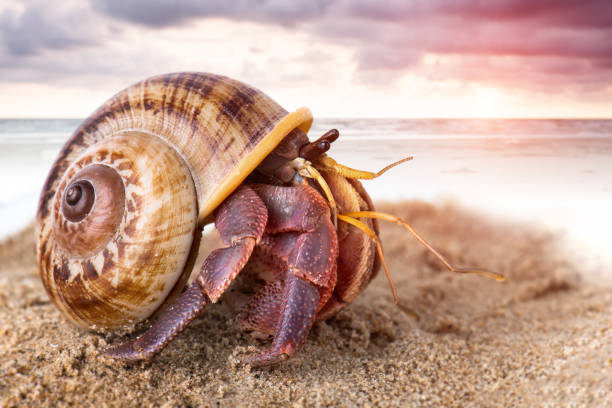 istock Colorful hermit crab on the beach. 1032585552