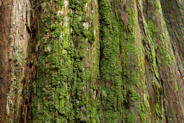 istock 2018/8 guanwu mountain in Taiwan 1032585698