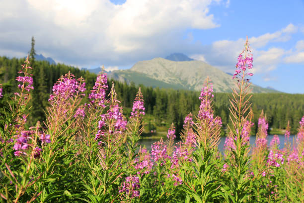 istock wild flowers in mountains 1032585900