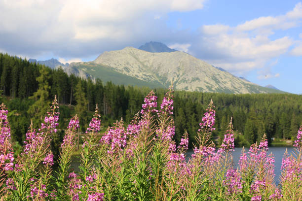 istock Chamerion angustifolium flowers 1032585952