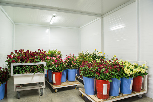 flowers in the big cold storage room