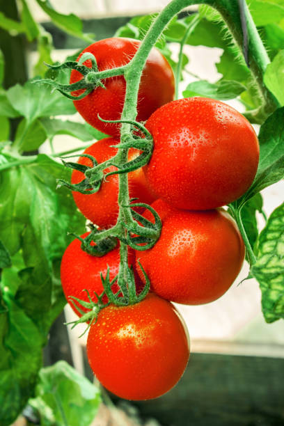 istock tomatoes on a branch ripe red. Selective focus. 1032590522