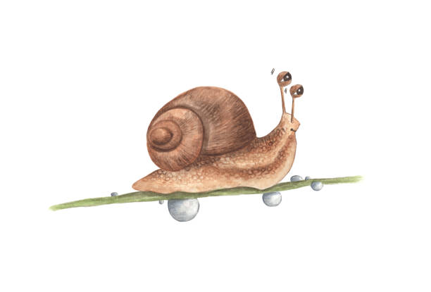 159 Slow Moving Animals Pictures Illustrations & Clip Art - iStock 159 Slow Moving Animals Pictures Illustrations & Clip Art - iStock
