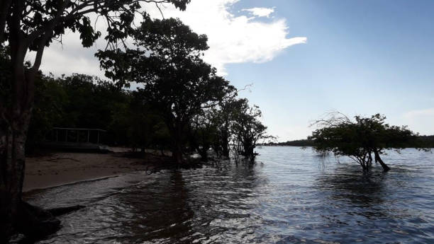 istock NATURAL BEAUTIES - AMAZONIA - FOR - BRAZIL 1032595544