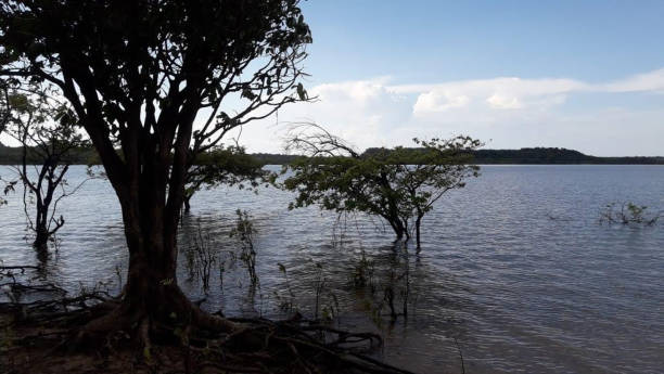 istock NATURAL BEAUTIES - AMAZONIA - FOR - BRAZIL 1032595570